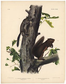 John James Audubon - Fremont's Squirrel. Sooty Squirrel