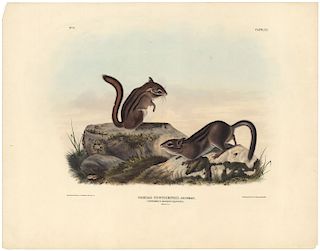 John James Audubon - Townsend's Ground Squirrel Plate XX