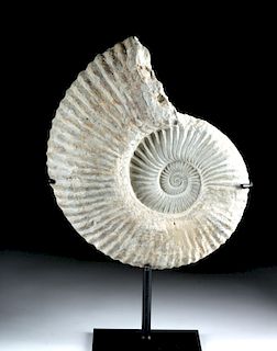 Large Ancient Seas White Limestone Ammonite Fossil