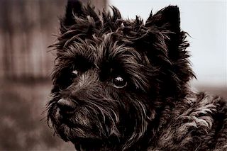* A Photograph of a Cairn Terrier 9 3/4 x 14 3/4 inches.