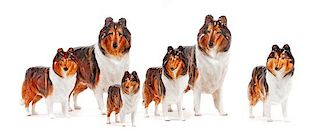 * A Group of Six Royal Doulton Porcelain Collies Width of widest 10 inches.
