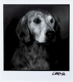 * Two Photographs of Golden Retrievers Larger: 9 3/4 x 7 7/8 inches.