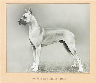 * Two Prints depicting Great Danes Larger: 7 3/4 x 9 1/4 inches.
