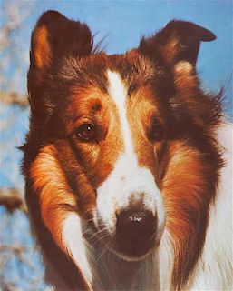 * A Group of Fifteen Photographs depicting Various Dog Breeds Largest: 13 x 19 1/2 inches.