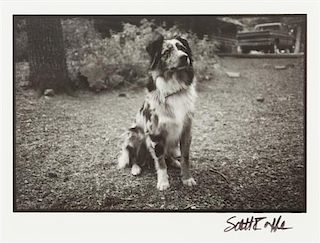 * Five Photographs depicting Dogs of Various Breeds Largest: 9 1/2 x 12 inches.