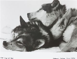 * A Collection of Loose Photographs depicting Various Dog Breeds Largest: 11 x 14 inches.