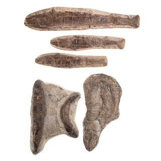 Five Pre-Historic Fossilized Fish Specimens