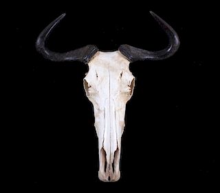 Blue Wildebeest Skull