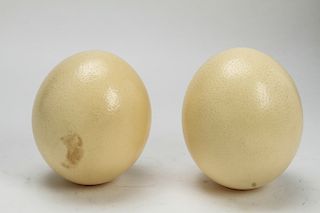 African Ostrich Eggs, 2
