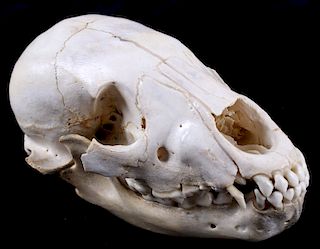 Montana Black Bear Cub Taxidermy Skull
