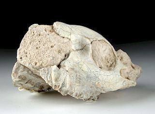 Eocene Dakota Oreodont Fossil Skull Fragment
