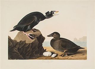 (AUDUBON, JOHN JAMES, after) HAVELL, ROBERT. Black or Surf Duck, Fuligula Perspicillata, plate CCXVII, no. 64. J. Whatman, 1836.