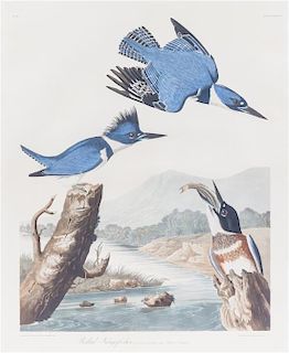 (AUDUBON, JOHN JAMES, after) HAVELL, ROBERT. Belted Kingfisher, Alcedo Alcyon, plate LXXVII, no. 16. Framed and matted.
