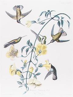* (AUDUBON, JOHN JAMES, after) HAVELL, ROBERT. Mangrove Humming Bird, plate CLXXXIV, no. 37. Engraving w/aquatint, hand-coloring