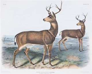 (AUDUBON, JOHN JAMES, after) BOWEN, J.T. Columbia Black-Tailed Deer, Cervus Richardsonii, Plate CVI, no. 22. New York, 1845-1851