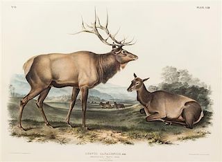 (AUDUBON, JOHN JAMES, after) BOWEN, J.T. American Elk - Apiti Deer, Cercus Canadensus, plate LXII, no. 13. New York, 1845-1851.