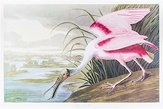 * (AUDUBON, JOHN JAMES, after) AMSTERDAM EDITION. Roseate Spoonbill, no. 321, plate CCCXXI. Color printed lithograph.