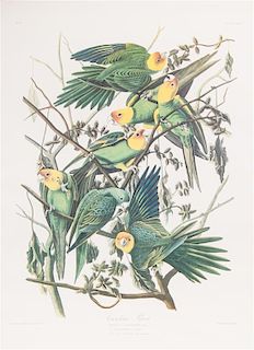 * (AUDUBON, JOHN JAMES, after) AMSTERDAM EDITION. Carolina Parrot, no. 6, plate XXVI. Color printed lithograph.