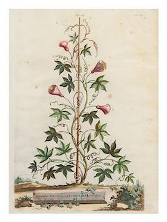 * (BOTANY) MUNTING, ABRAHAM. Clematis passionalis flore Campanulato and Clematis passiflora pentaphylea flore. Leiden/Utrecht, 1