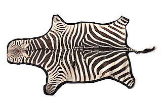 A Taxidermy Zebra Rug 7 feet 3 inches x 5 feet.