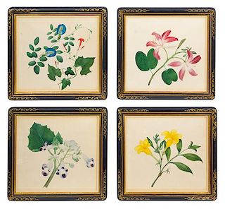 A Set of Four Anglo-Indian Botanical Illustrations Frame: 11 x 12 inches.