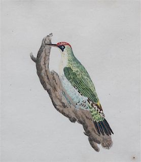 William Hayes, (British, 1735-1802), Green Woodpecker