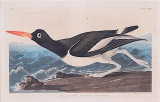 AUDUBON, James: Oyster Catcher, Plate 23 Plate 12 x 18 inches.