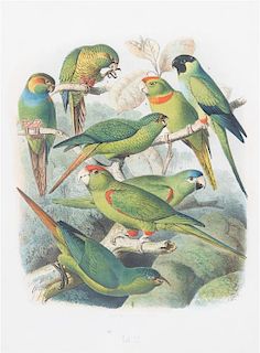 Parrots of the World by Gustav Mutzel (1878-83) Framed size 22 7/8 x 19 1/2 inches.