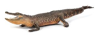 A Taxidermy Alligator Length 8 feet 5 inches.