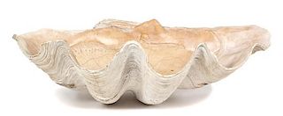 A Monumental Natural Clam Shell Height 25 x width 36 x depth 14 inches.