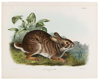 AUDUBON, John James (1785-1851). Swamp Hare (Plate XXXVII)