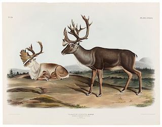 AUDUBON, John James (1785-1851). Caribou or American Rein-Deer (Plate CXXVI)