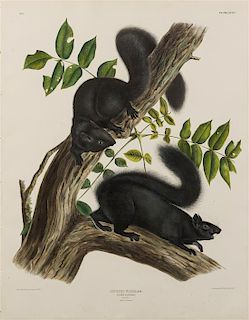 AUDUBON, John James (1785-1851). Carolina Grey Squirrel (Plate VII)