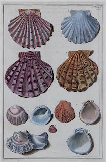 A Pair of Hand-Colored Shell Engravings