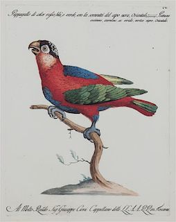 A Pair of Italian Hand-Colored Engravings of Parrots