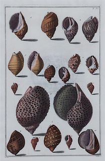 A Set of Four Italian Hand-Colored Shell Engravings