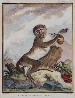 A Set of Five Hand-Colored Monkey Engravings