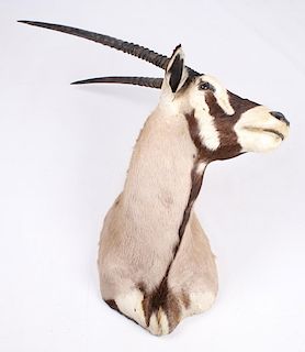 New Mexico Trophy Oryx Shoulder Mount