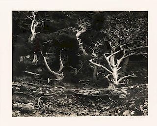 Edward Henry Weston (1886-1958) Untitled, 1940, Silver gelatin print,