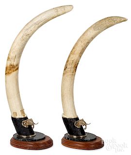Pair of African elephant tusks
