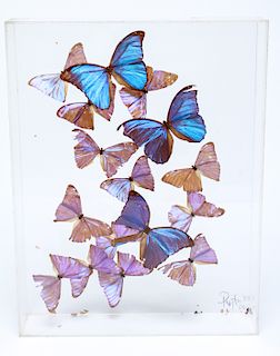 Vintage Display of Blue Morpho Butterflies