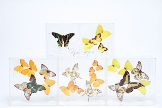Vintage Displays of Butterflies, Group of 5