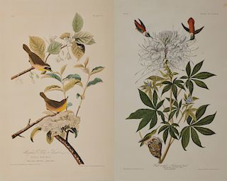 JOHN JAMES AUDUBON, (American, 1785-1851), Ruff-Necked Humming Bird (Plate CCCLXXIX) and Maryland Yellow Throat (Plate 23), aquatint