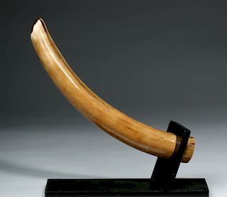 Alaskan Mammoth Tusk, Late Pleistocene