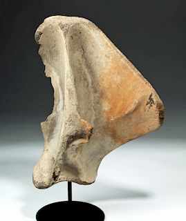 Baby Mammoth Fossilized Scapula