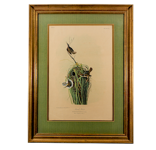 After John James Audubon, Marsh Wren
