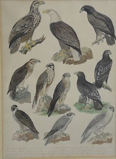 Pair of Falcon Studies, watercolor pencil on paper, each having several types of falcons and game birds, one with nine figures and t...