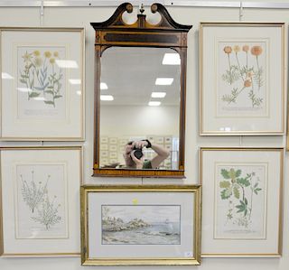 Six framed pieces to include four Botanical colored engravings: Abrotanum Lustanicum Alterum, Chrysanthemum, Quinquefolium, and Cary...