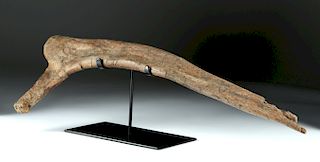 Huge Cretaceous Period Triceratops Fossilized Rib Bone