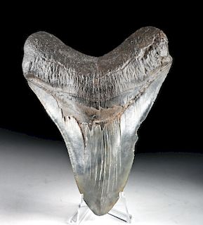 Large Atlantic Fossilized Megalodon Tooth